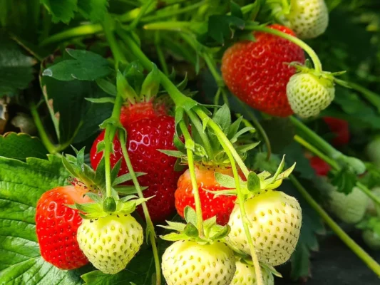 Milžiniško skonio ir dydžio braškės: kaip vasarą tręšti, kad derlius pranoktų lūkesčius