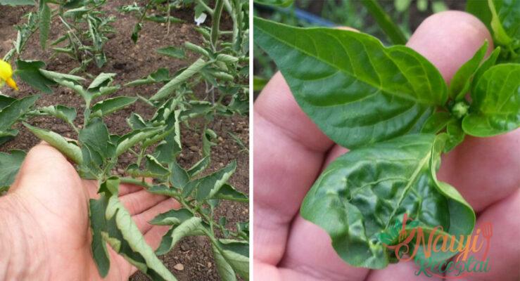 Ar paprikų ir pomidorų lapai garbanojasi? Tai pavojaus signalas!